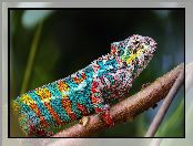 Gałąź, Kameleon, Profil