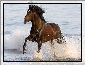 Koń, Morze