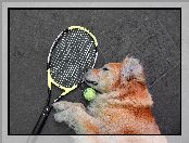 Pies, Rakieta tenisowa, Piłka