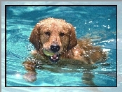 Pływający, Pies, Basen, Aportujący