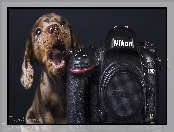 Szczeniak, Nikon, Jamnik krtkowosy, Aparat fotograficzny
