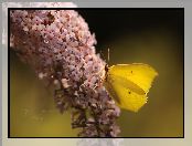 Budleja, Motyl, Latolistek cytrynek