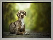 Catahoula leopard dog, Leżący, Pies