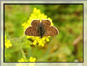 Czerwończyk uroczek, Motyl, Modraszek