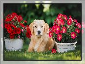 Pies, Golden retriever, Petunie, Kwiaty