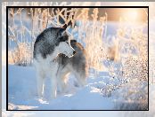 Siberian husky, Pies, Rośliny, Zima