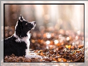 Jesień, Border collie, Liście