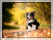 Liście, Leżący, Border collie