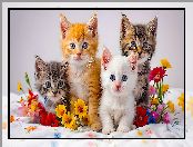 Kwiaty, Kotki, Cztery, Małe, Koty, Kolorowe