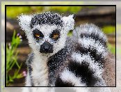 Ogon, Lemur Katta