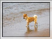 Pies, Plaża, Woda, Piasek