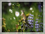 Trawa, Rośliny, Chipmunk